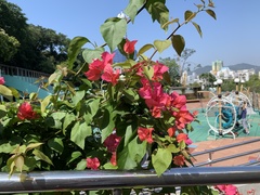 Bougainvillea
