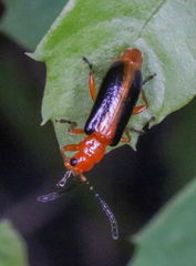 Phyllobrotica limbata