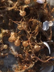 Sargassum filipendula