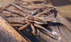 Dolomedes striatus