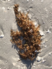 Sargassum filipendula
