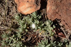 Helichrysum cerastioides