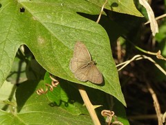 Paryphthimoides poltys