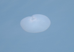 Acromitus flagellatus