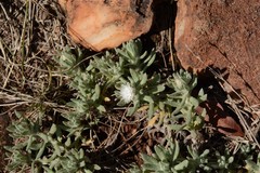 Helichrysum cerastioides