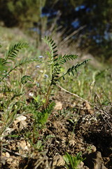 Vicia ervilia