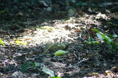 Heliconius hecale zuleika