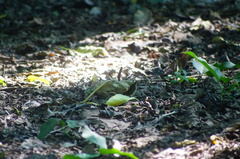 Heliconius hecale zuleika