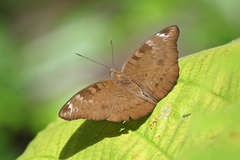 Euthalia monina monina