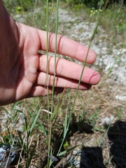 Melinis repens image