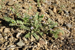 Astragalus sinaicus