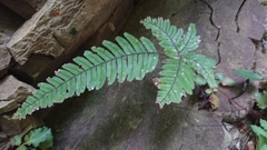 Pteris aspericaulis