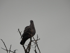 Patagioenas maculosa