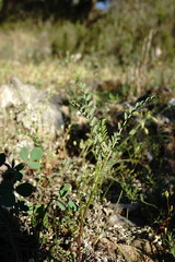 Vicia ervilia