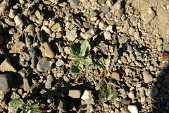 Pterocephalus plumosus