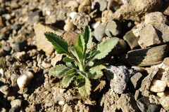 Pterocephalus plumosus