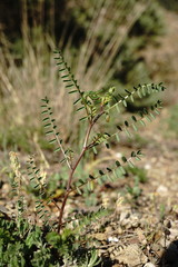 Vicia ervilia
