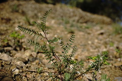Vicia ervilia