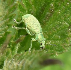 Polydrusus planifrons