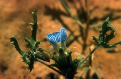 Blepharis subvolubilis