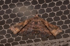 Esthlodora variabilis