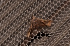 Esthlodora variabilis