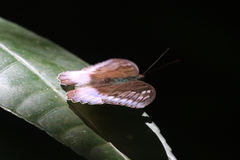 Adoliadini
