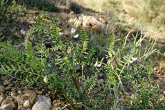 Vicia ervilia
