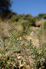 Vicia ervilia
