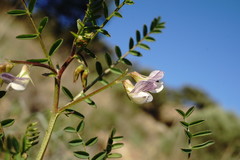 Vicia ervilia