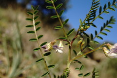 Vicia ervilia
