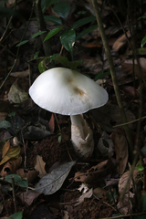 Fungi