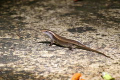 Eutropis multifasciata