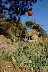 Papaver laevigatum