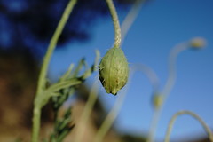Papaver laevigatum