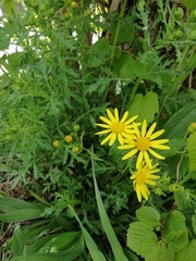 Senecio squalidus