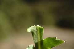 Papaver laevigatum