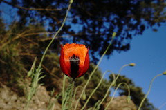 Papaver laevigatum