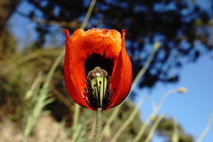 Papaver laevigatum
