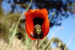 Papaver laevigatum