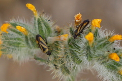 Plagiognathus moerens