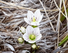 Gentianella montana