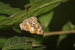 Symbrenthia hypselis