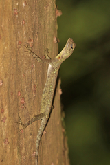 Draco blanfordii