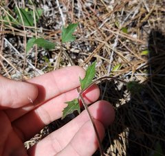 Melanthera parvifolia