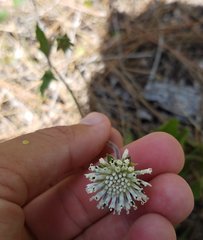 Melanthera parvifolia