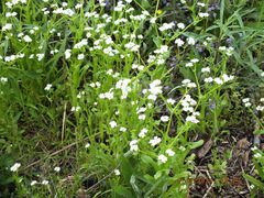 Valerianella umbilicata