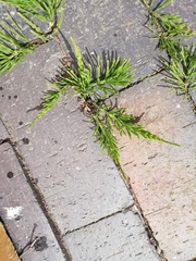 Equisetum arvense