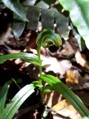 Pterostylis graminea