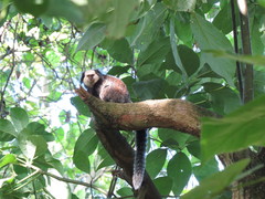Callithrix geoffroyi